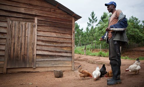 Oscar feeding the chickens