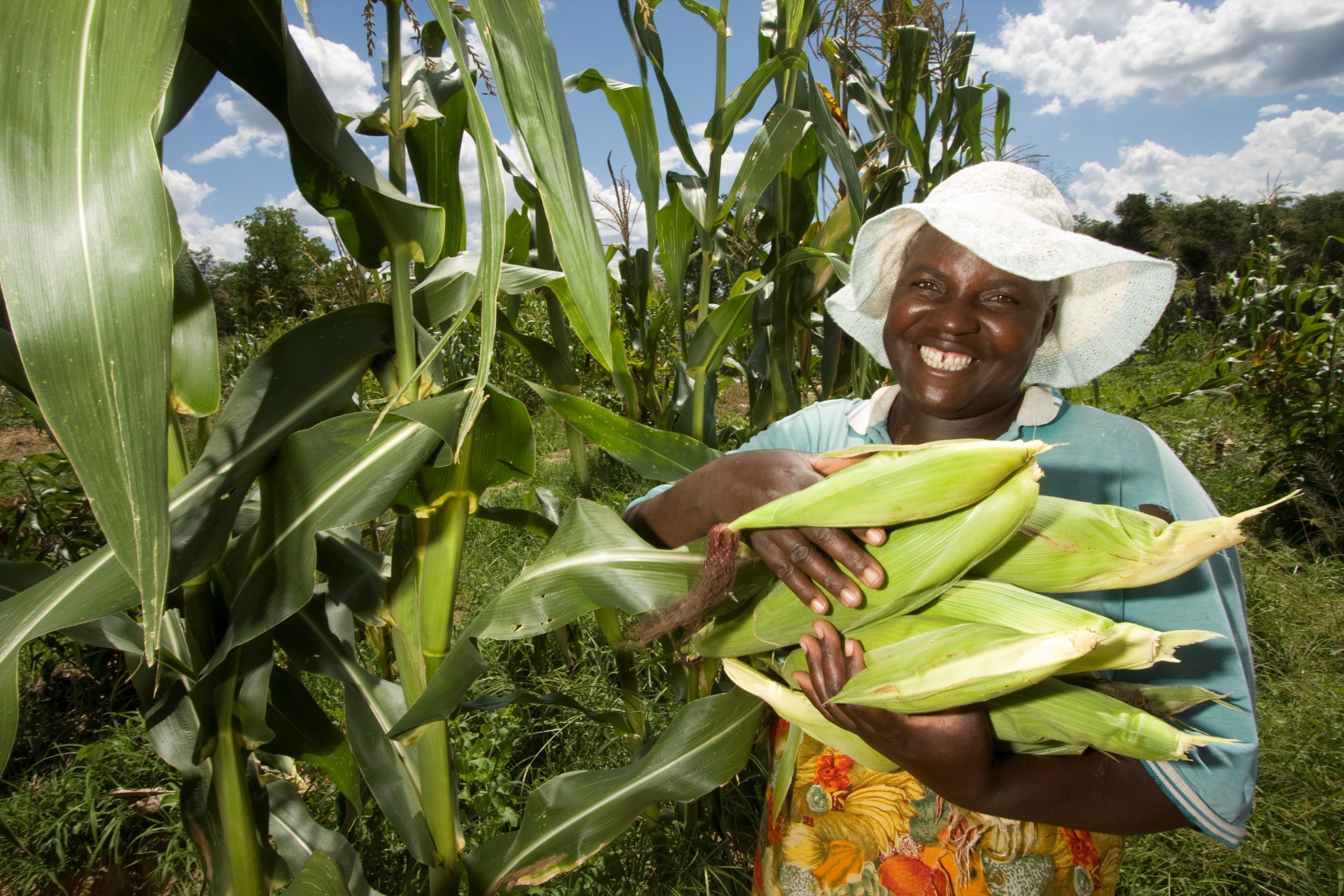 Maize is one of the staple foods eaten in Zimbabwe