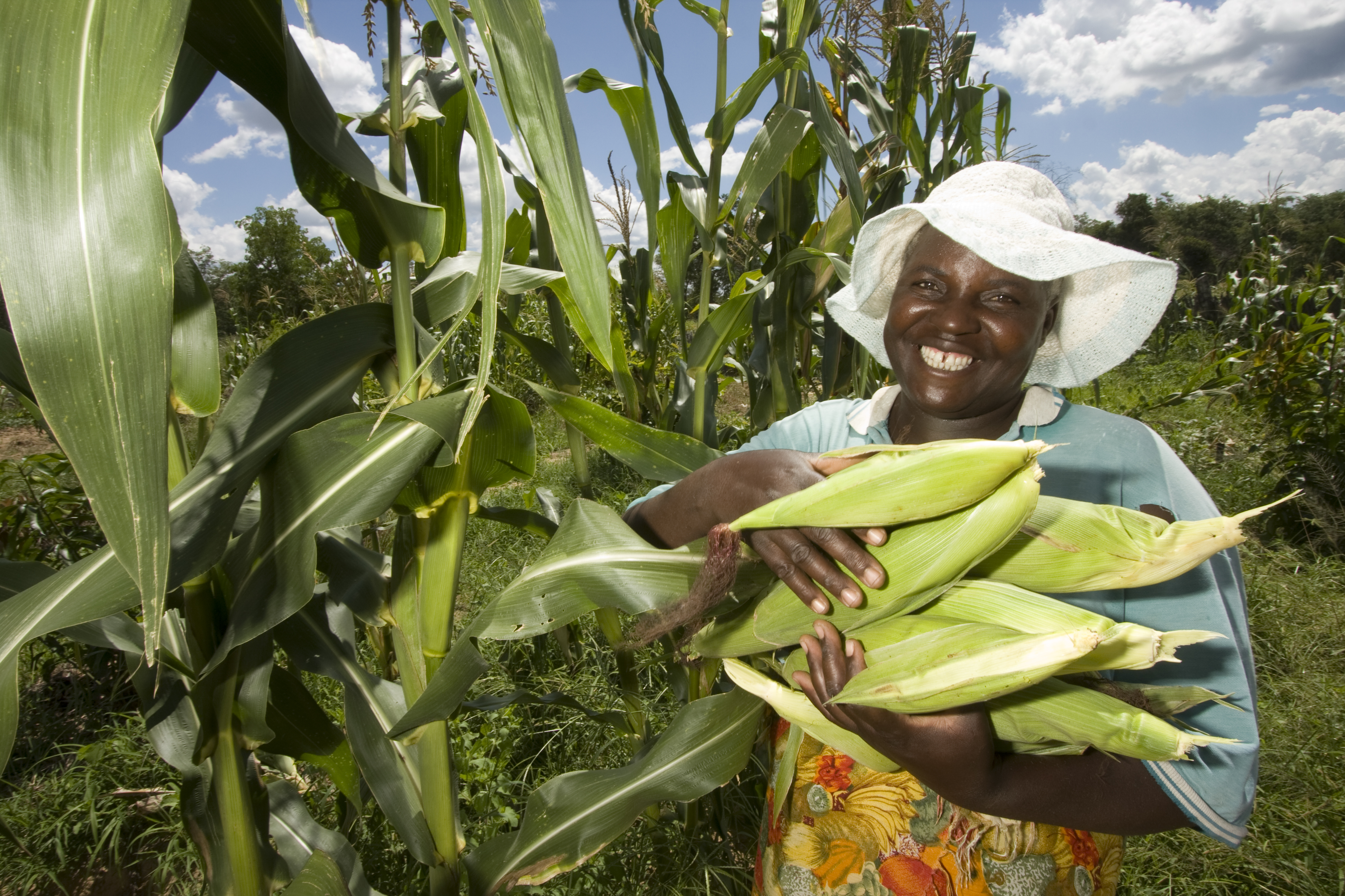 Maize is the staple grain in Malawi, without crops families are cut from their main nutritional source.