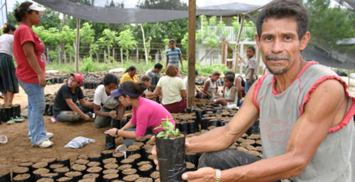 Honduras. Local villager holding potted fruit plant