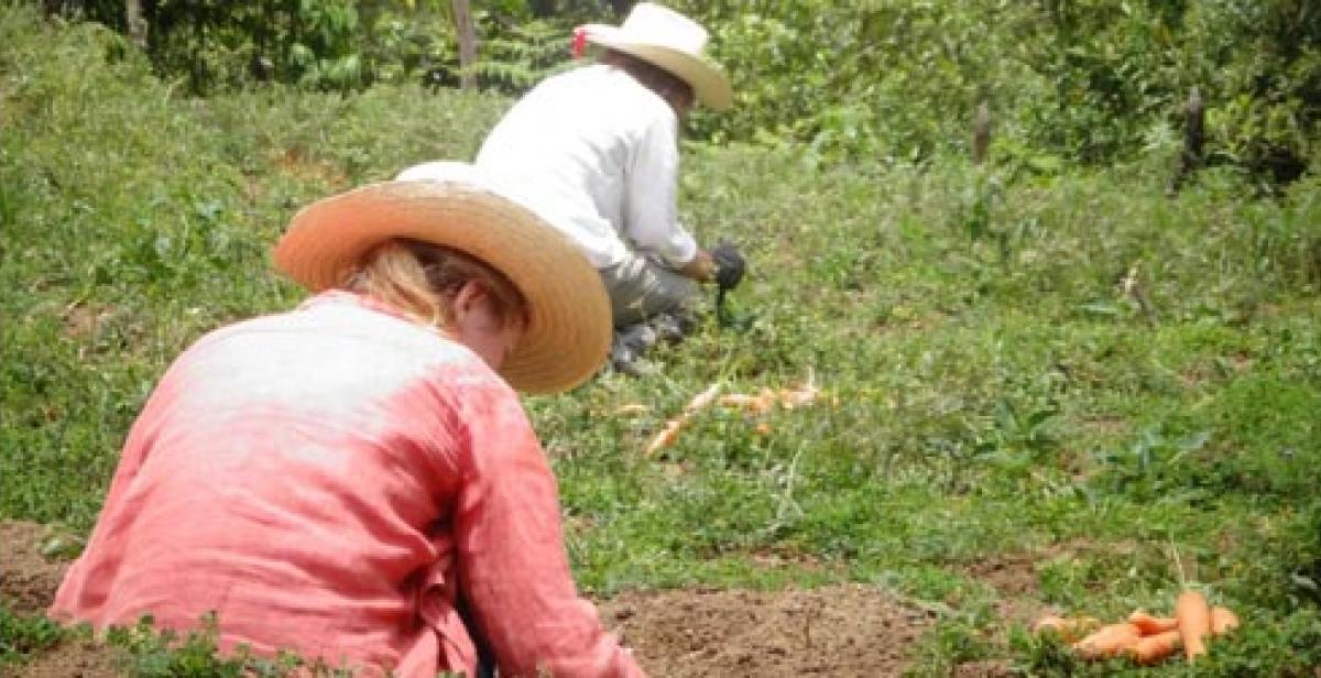 Carrot harvesting