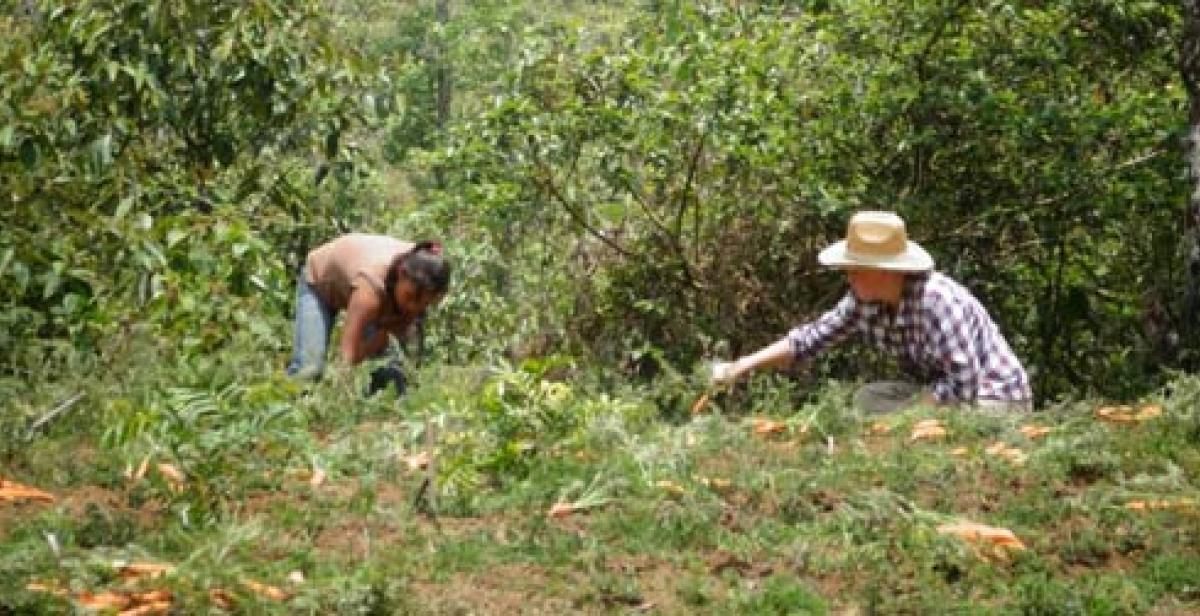 Alba&#039;s farm
