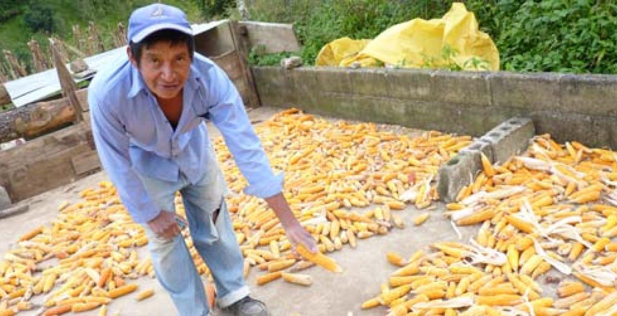 Catalino Vásquez, a farmer in Honduras, with his maize crop