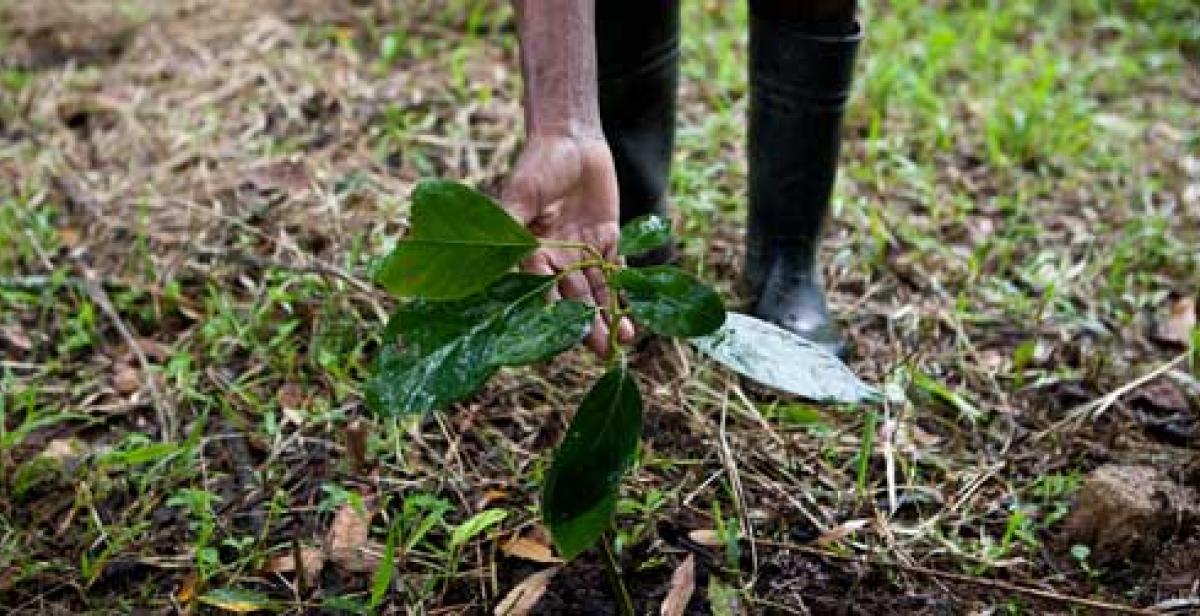 Farmer showing seedling in food garden
