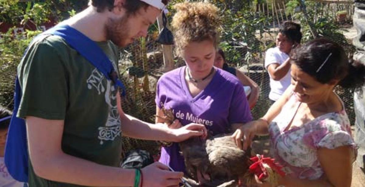 ICS volunteers helping to vaccinate a chicken