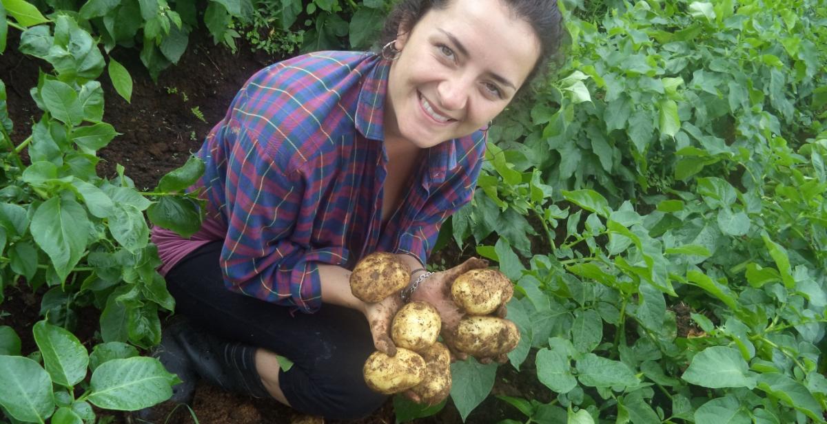 Potato picking