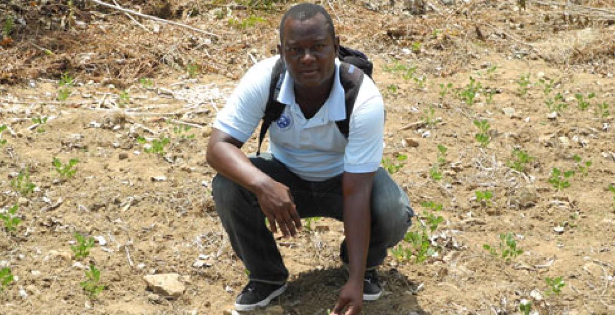 Gabriel Petit-Homme in field of peanut plants, northern Haiti