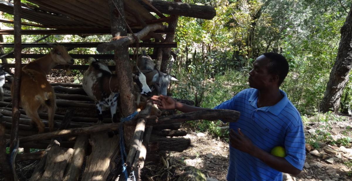 Zimbabwe goats