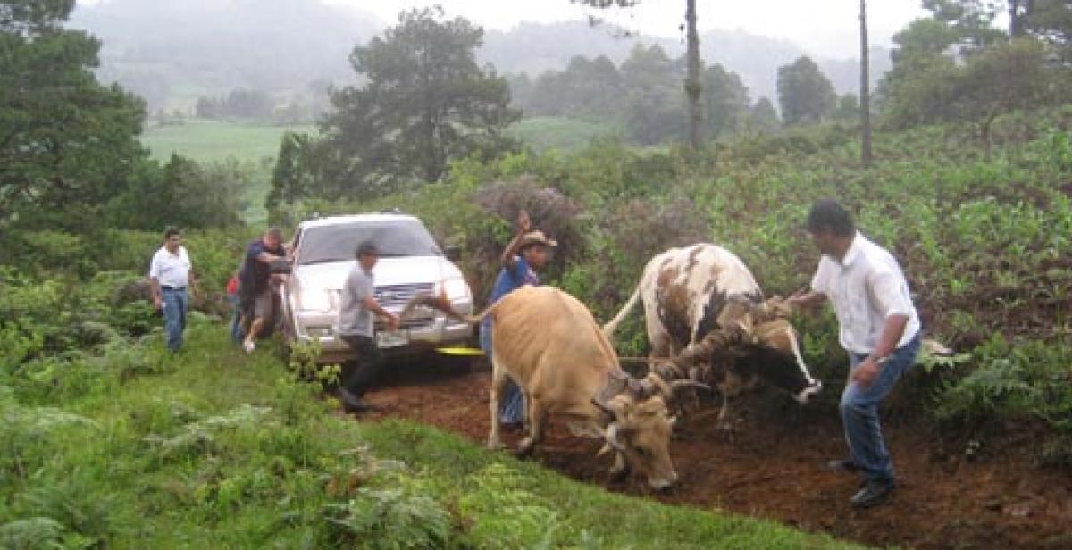 Oxen pulling a truck up a dirt road in Honduras