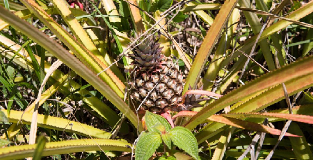pineapple