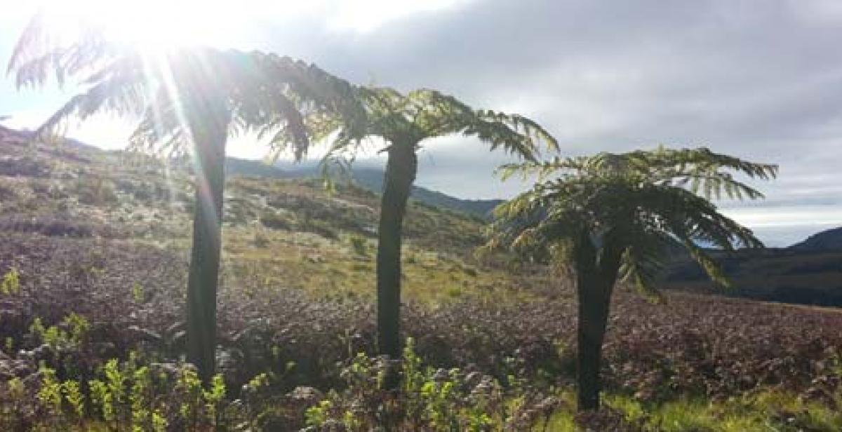 Conserving and enhancing the beauty of Mulanje