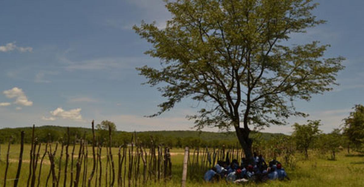 Tyunga tree