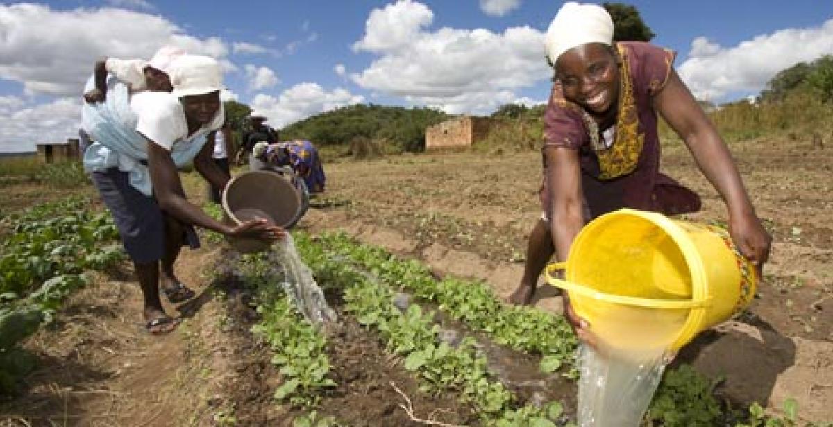 Women in Wedze, Zimbabwe, watering crops