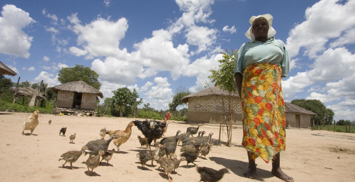 Chicken farmer, Zimbabwe, 2012