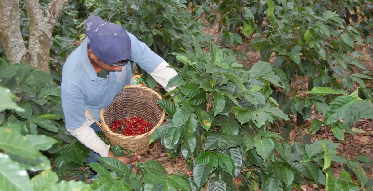 Nicaragua, coffee, Progressio, ICS, volunteer, overseas
