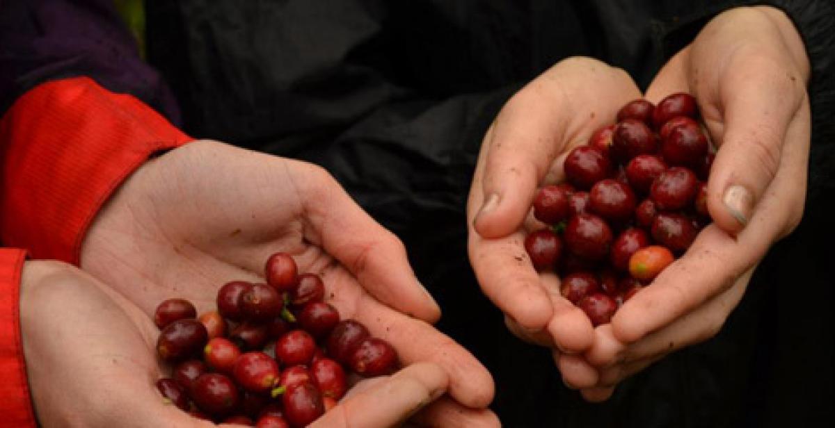 Coffee beans
