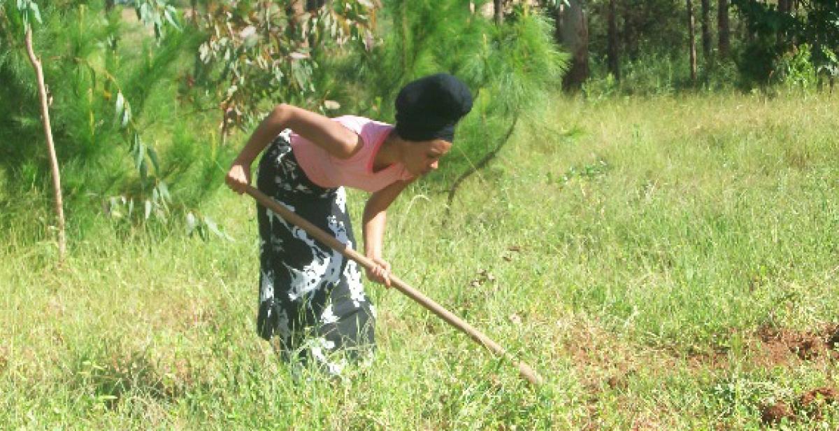 Volunteer clearing weeds around Pina seedlings in Dunduzu, Malawi