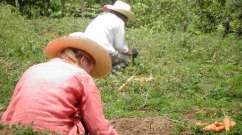 Carrot harvesting
