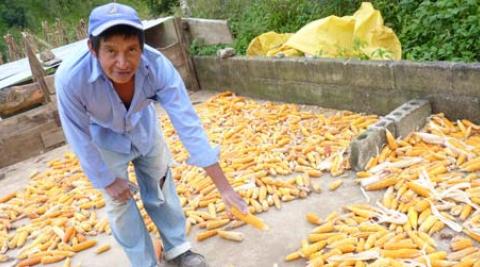 Catalino Vásquez, a farmer in Honduras, with his maize crop