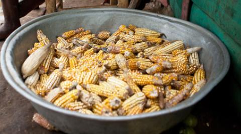 Maize from Gens de Nantes, Haiti