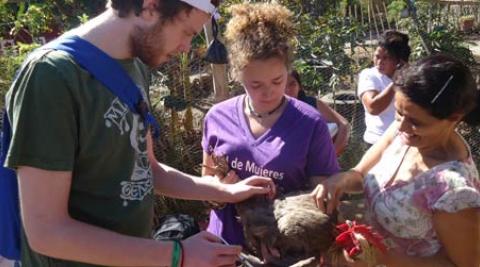 ICS volunteers helping to vaccinate a chicken