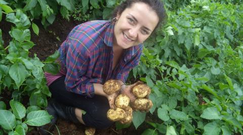 Potato picking