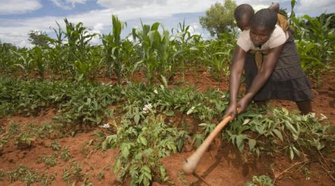 Jane Mudiiwa demonstrates her farming