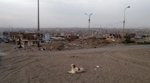 Dog in front of hillside of houses