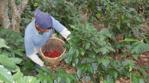 Nicaragua, coffee, Progressio, ICS, volunteer, overseas