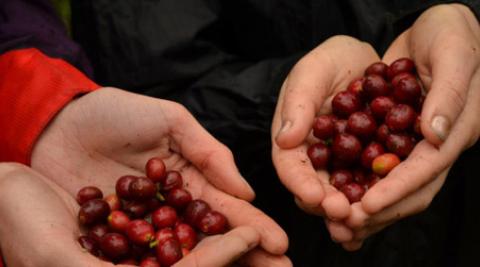Coffee beans