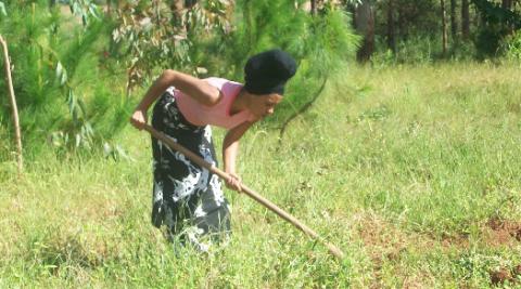 Volunteer clearing weeds around Pina seedlings in Dunduzu, Malawi