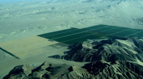 green agricultural fields stretch into the desert